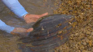 Treasure World Unveils! Giant clams contain beautiful and magnificent pearls😱💯😍