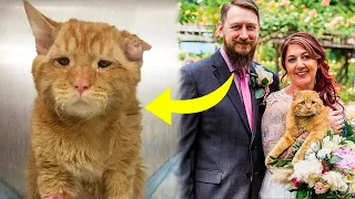 Couple Took in the Saddest Cat and An Hour Later Something incredible Happened