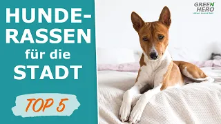 Hunde in der Stadt - Die TOP 5 Hunderassen für Wohnungen und Stadt