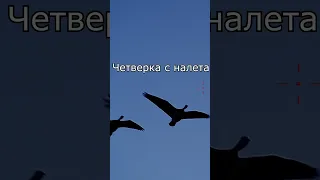 ВЗЯЛ 4 ГУСЯ С УДАЧНОГО НАЛЕТА! #Охотанагуся осень 2023 - лучшая #гусинаяохота !  #shotkam #выстрелы