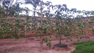 Poda do Maracujá (As Três Podas) - Continuação