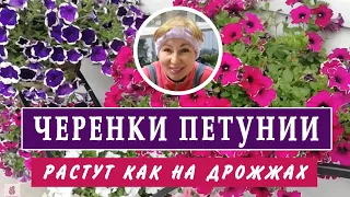 ЧЕРЕНКИ ПЕТУНИЙ растут как на дрожжах. Этап  подкормки и  новых  черенков