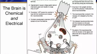 Neuromodulation in Psychiatry: Deep Brain, Transcranial Magnetic and Trigeminal Nerve Stimulations