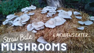 How To Grow Mushrooms Outdoors! |6 Month UPDATE|