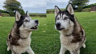 Husky Thinks He's To Old For This But Still Does It!