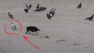 Hunter Cat - House Cat Catches a Pigeon at Sea