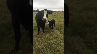 Cow brings baby over to show it off to owner.