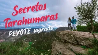 SECRETOS TARAHUMARAS Y EL PEYOTE SAGRADO / De Viaje Con Rossana