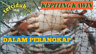 Berburu kepiting bakau,mengasyikkan ~ Bintang Samboja.