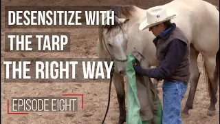 Desensitizing Your Horse: Use the Tarp Properly