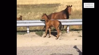 Man Returns Lost Baby Horse To Its Mom… How beautiful!