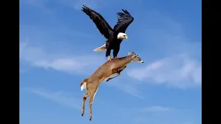 The Best Of Eagle Attacks 2018 - Most Amazing Moments Of Wild Animal Fights! Wild Discovery Animals