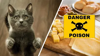 🐈 13 Dangerous foods your cat should never eat 🐈