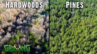Timber and Habitat Plans for 2 Properties: One Hardwoods, One Pines (614)
