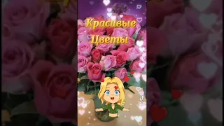 Красивые цветы, для красивой женщины🌷🌼🌿