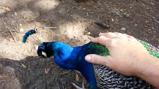 Romeo, my Indian Blue Peacock, letting me pet him.   AWESOME!