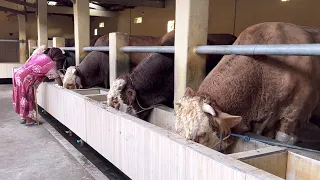 FULL 1 KANDANG SAPI RAKSASA SEMUA, terbaru peternak rumah Sederhana 🔥