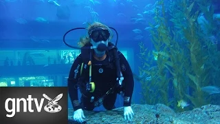 Close encounters with sharks at Dubai Aquarium