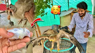 Guineafowls Ne Egg Kha Lia☹️ Sultan Se Dosti Kr Li Aj🥰 | Hum Aur Parindey | Pets Vlog