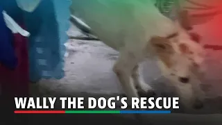 Abandoned dog rescued after being trapped inside a wall | ABS-CBN News