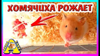 РОДЫ ХОМЯКА ФАНТЫ / ХОМКИ РОДИЛИСЬ / СКОЛЬКО ХОМЯЧАТ / Alisa Easy Pets