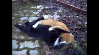 Cats . Кошки. Кошачьи разборки 1. Бой котов.Cat fight  Часть 3