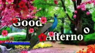 GOOD afternoon video-Whatsapp