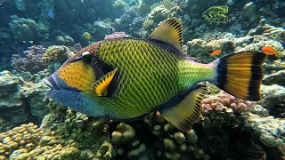 Marsa Alam Diving Egypt Abu Dabbab Red Sea 2022 HD