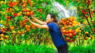 Harvesting Mandarin (Citrus fruit), Bright Citrus extract with boiling water Goes to the market sell