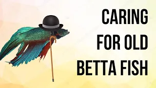 Betta Fish Old Age Care Guide 101 (Spotting Old Betta Fish/Signs of Elderly Bettas)