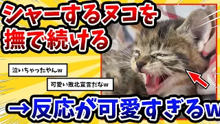 【2ch動物スレ】子猫がシャーしてるのに飼い主が撫で続けた結果 → 子ネッコさん泣き出してしまうwww