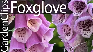 Foxglove - Digitalis purpurea - Growing Foxglove