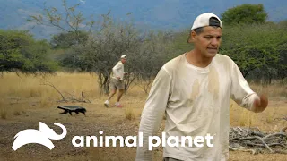 Frank huye de un tejón melero  | Wild Frank vs Darran | Animal Planet