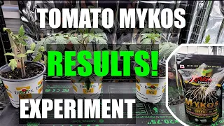 Tomato Mykos Experiment (Mycorrhizal Fungi) RESULTS [Adv.19]