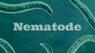 What Are Nematodes? Nematode Under A Microscope