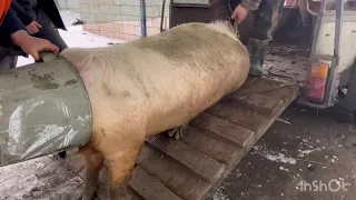 Жива вага свиней 40 гривень😱😱‼️ Люди випускають свиней та тікають🥲‼️