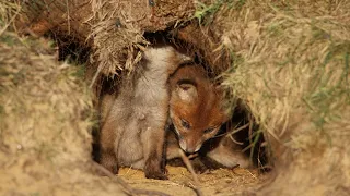 Fox Cubs