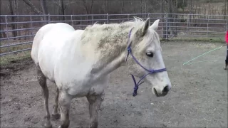 Equine massage - Horse #2