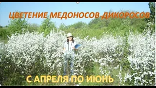 Цветение мёдоносов-дикоросов с апреля по июнь