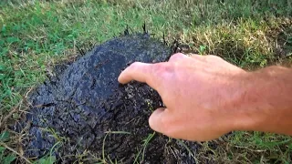 Uncovering the Flex Seal Ant Mound