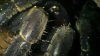 The Trapdoor Spider