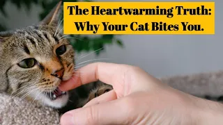 The Heartwarming Truth: Why Your Cat Bites You.