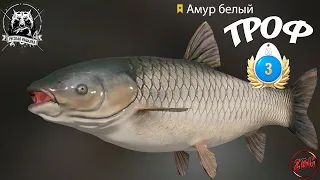 АМУР БЕЛЫЙ - ТРОФЕЙНЫЙ - СТ. ОСТРОГ💥РОЗЫГРЫШ💥 РУССКАЯ РЫБАЛКА 4 | RUSSIAN FISHING 4🐟