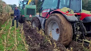 Chopping Corn In Mud