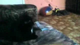 попугайчик достает кота!!!)) Бойня попугая и кота