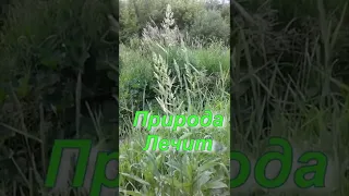 Природа - лучший лекарь... Видео красивая трава...