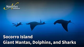 Socorro Island - Giant Mantas, Dolphins, and Sharks