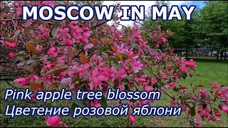 4K. Moscow in April: Pink apple tree blossom. Цветение розовой яблони.