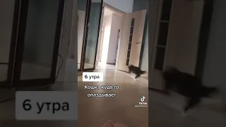 кошка опаздывает🤣🐈