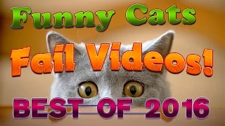 Funny Cats Fails Compilation 2016 | Best Cats Fails Ever